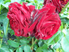 Rosa Crimson Cascade