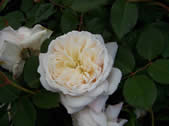 Rosa Crocus rose