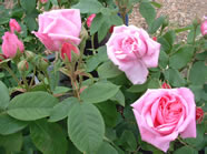 Rosa Mme Knoor