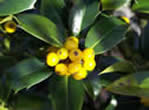 ilex aquifolium Bacciflava