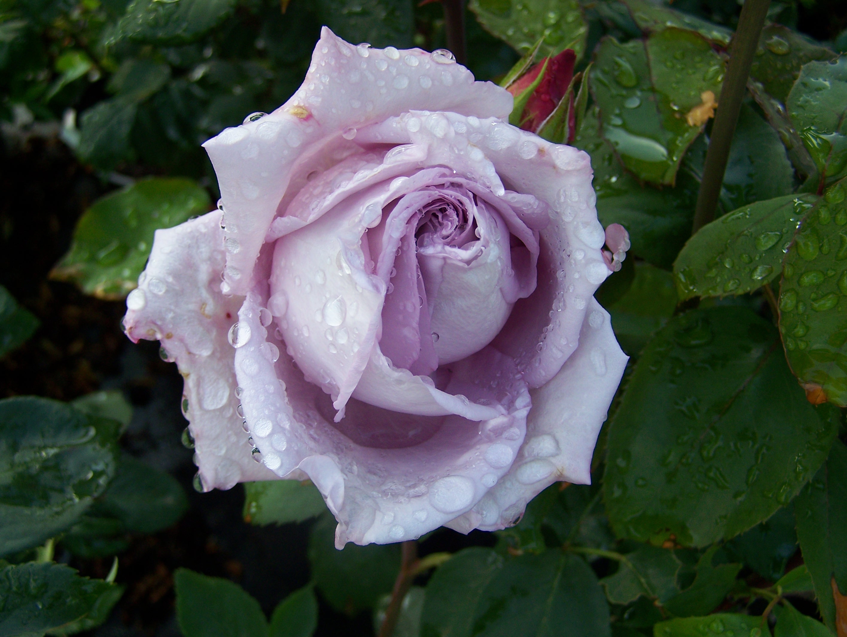 Hybrid Tea Rose For Sale By Mail Order From East Sussex