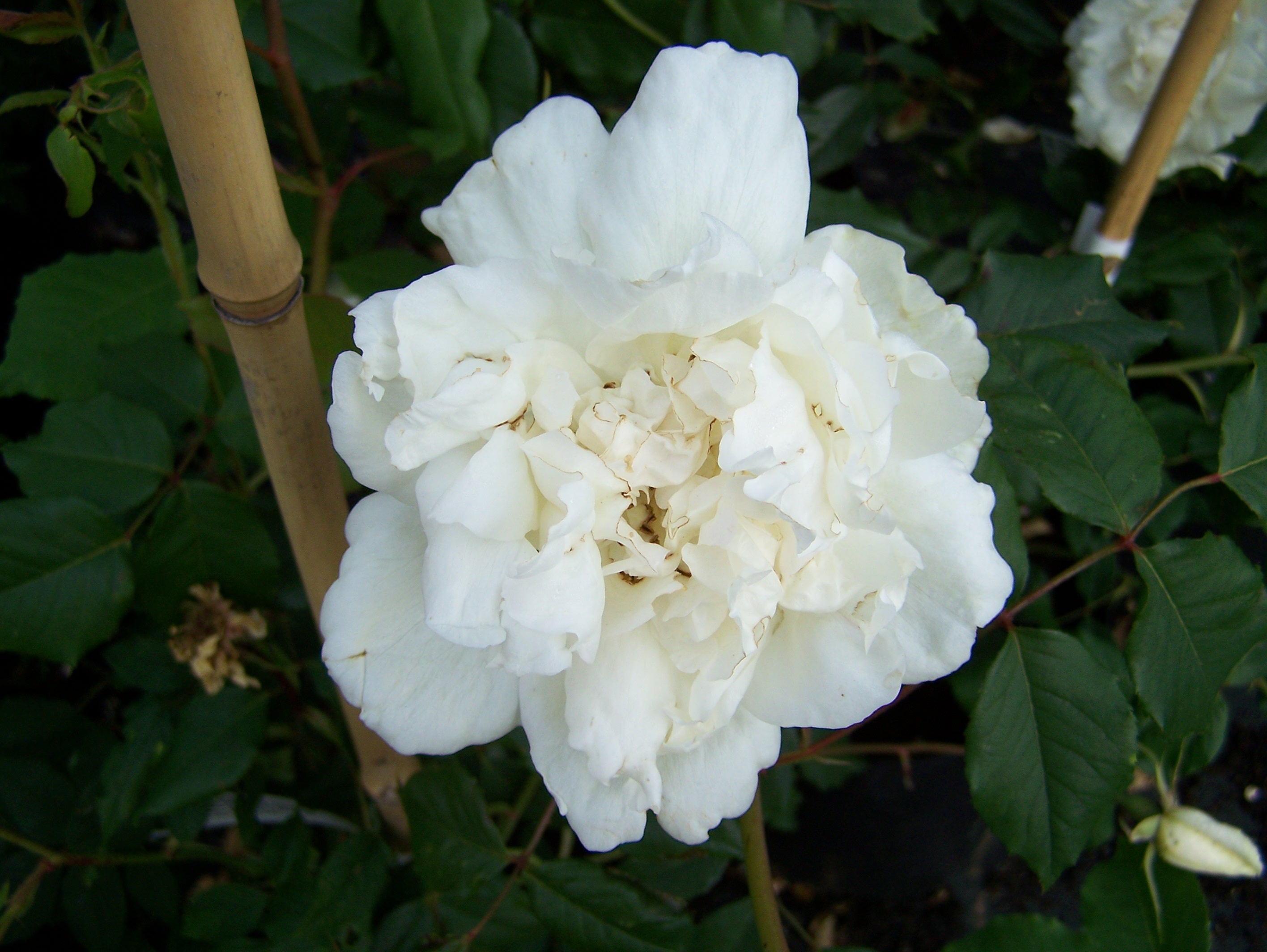 Buy climbing and rambling roses by mail order from East Sussex